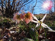 40 Helleborus niger (Elleboro) verso la fruttescenza